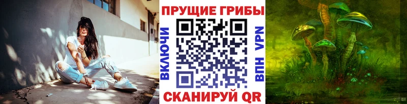 Псилоцибиновые грибы Psilocybine cubensis Абакан
